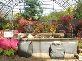 紅葉の水盤展01