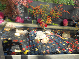 紅葉の水盤展04