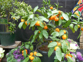 みかんなどの柑橘展05