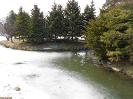 中島公園の菖蒲池04