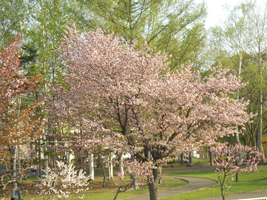 発寒河畔公園の桜と梅01