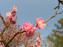 発寒河畔公園の桜と梅03