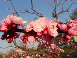 発寒河畔公園の桜と梅04