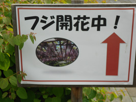 白い恋人パークイルミネーション01