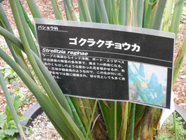 白い恋人パークイルミネーション03