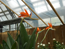 白い恋人パークイルミネーション04