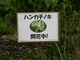 白い恋人パークイルミネーション05