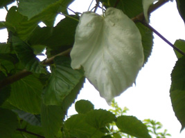 白い恋人パークイルミネーション06