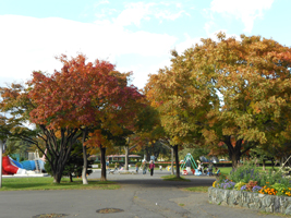 札幌農試公園の紅葉03