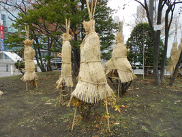 大通公園の冬囲い01