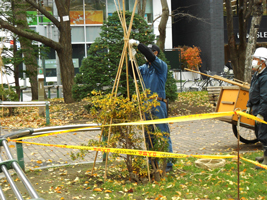 大通公園の冬囲い03