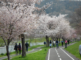 琴似発寒川緑地の桜01