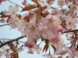 琴似発寒川緑地の桜03