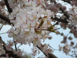 琴似発寒川緑地の桜04