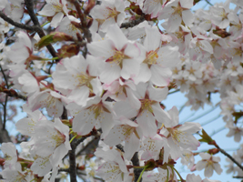 琴似発寒川緑地の桜05