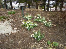 スノードロップ01