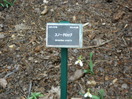 スノードロップ02