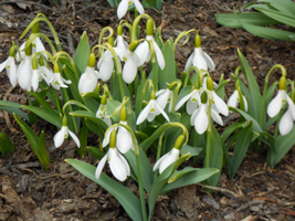 スノードロップ03