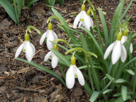 スノードロップ04