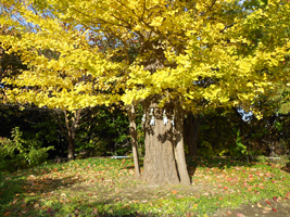 上手稲神社の御神木04