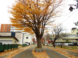 道路中央のケヤキ04