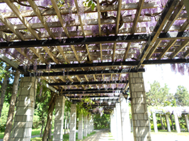 パーゴラ(フジ棚)