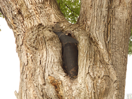 ハルニレの保護