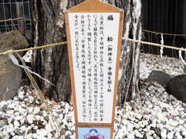 ハルニレの保護