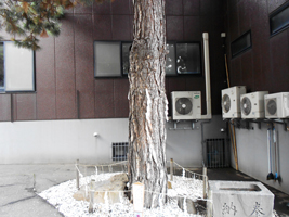 ハルニレの保護