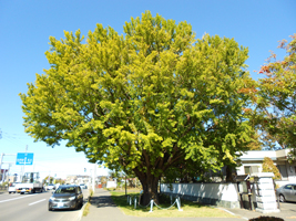 イチョウ（遠景）