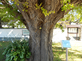 イチョウ（近景）