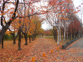 農試公園の紅葉01
