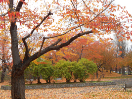 農試公園の紅葉02
