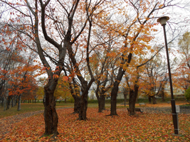 農試公園の紅葉03