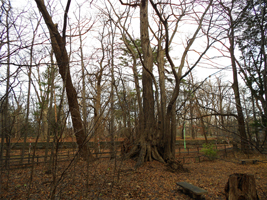 カツラの大木①