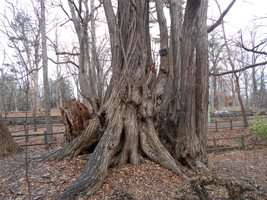 カツラの大木①
