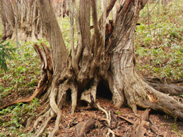 カツラの大木②