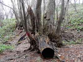 カツラの大木④