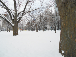 大通公園のケヤキ