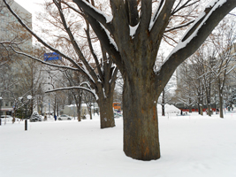 ケヤキ（近景）