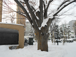 ケヤキ（近景）