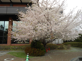 ソメイヨシノ（遠景）