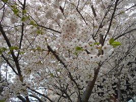 ソメイヨシノ（近景）