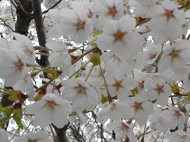 ソメイヨシノ（近景）