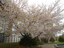 ソメイヨシノ（遠景）