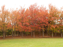 樹芸センター内の紅葉