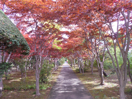 樹芸センター内の紅葉