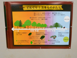 さっぽろのどんぐり1万年ものがたり展説明版