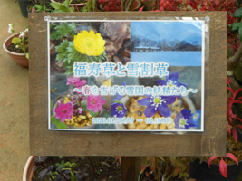 福寿草と雪割草展ポスター