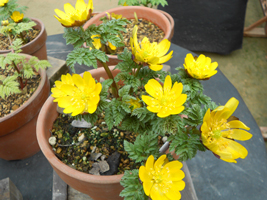 JR琴似駅前広場のイルミネーション